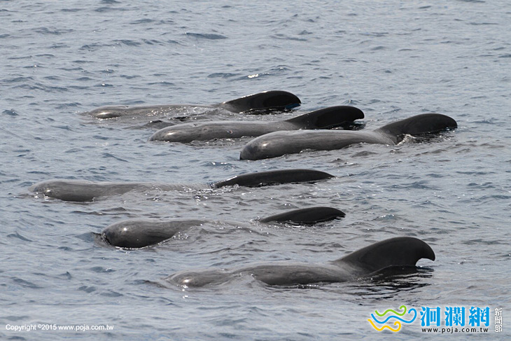 領航鯨-04.jpg