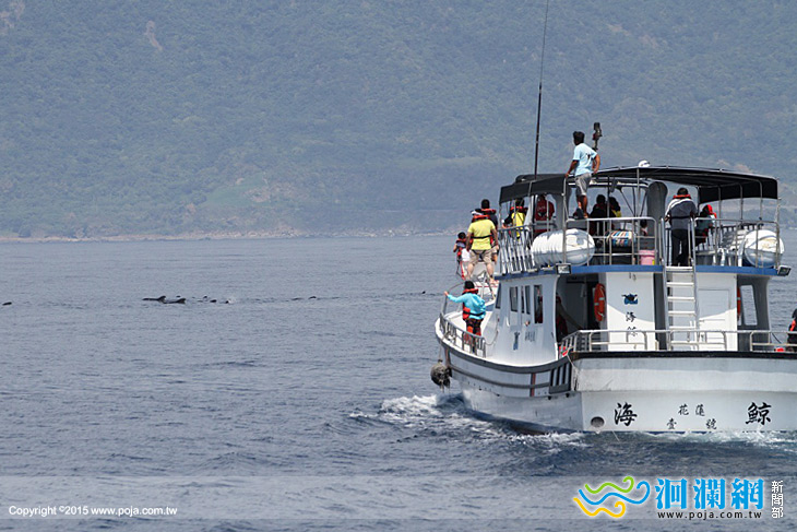 東海岸好「鯨」喜，短肢領航鯨成群現蹤