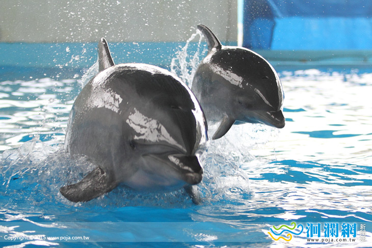 海洋公園成功復育太平洋瓶鼻海豚元旦後亮相