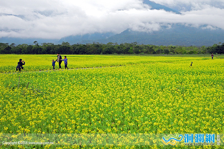 大農大富平地森林，黃金花海迎春搖曳
