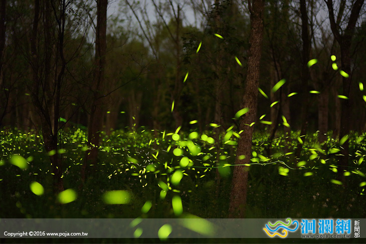 全台最美-大農大富賞螢秘境