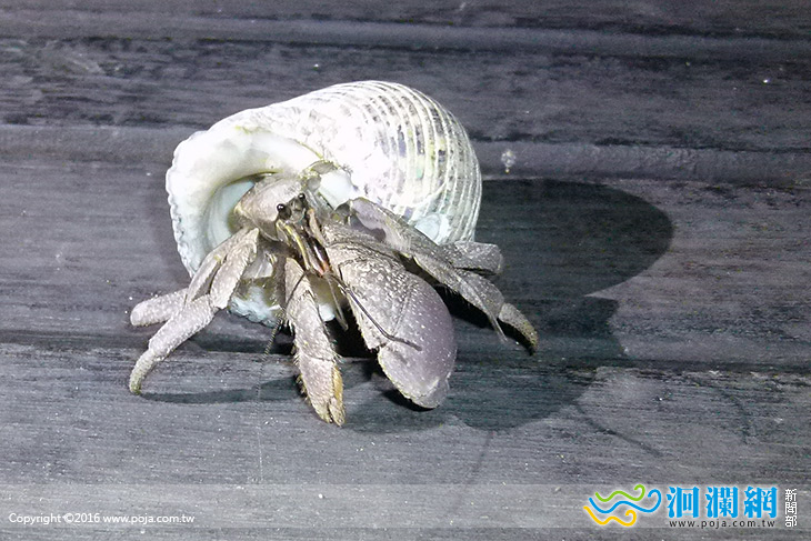 夜訪小野柳．給寄居蟹一個家活動起跑了