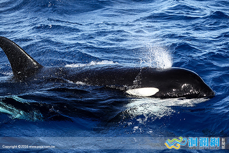 虎鯨家族再訪東部海岸!