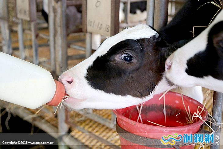 中秋遊兆豐，名字中有這12字門票只收100