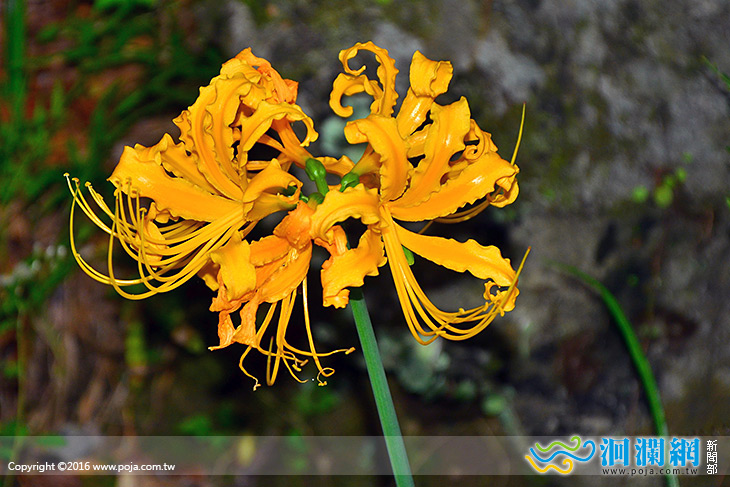 布洛灣金花石蒜盛開，環流丘步道開放