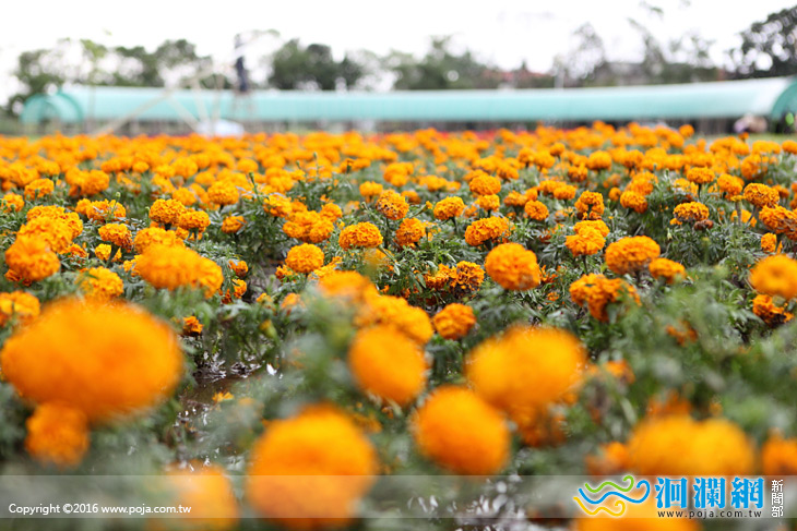 緊鑼密鼓，花蓮市最大花海12/3登場