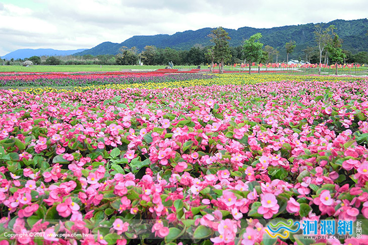228連假大農大富賞花海持續綻放