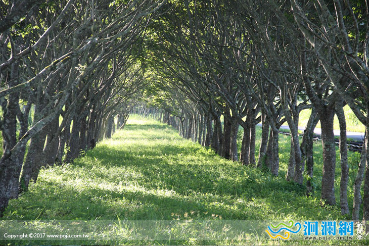日訪龍貓森林、夜探螢光秘境