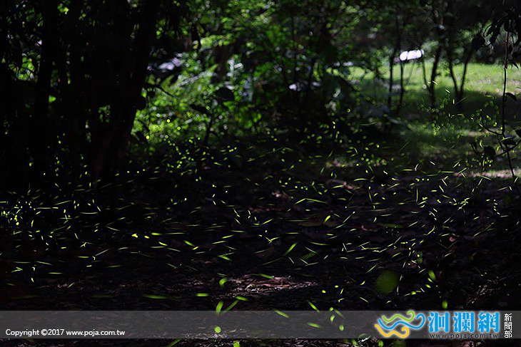 拜訪夜光家族─一期一會，尋找隱身山林裡的星光