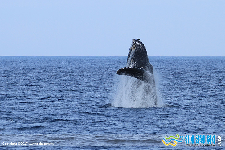 大翅鯨再度出沒東部海域