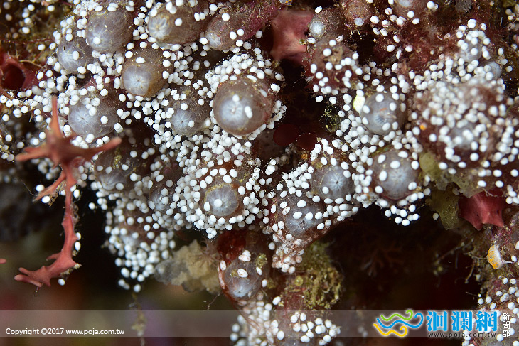 綠島珊瑚產卵，東管處呼籲潛水客勿碰觸干擾