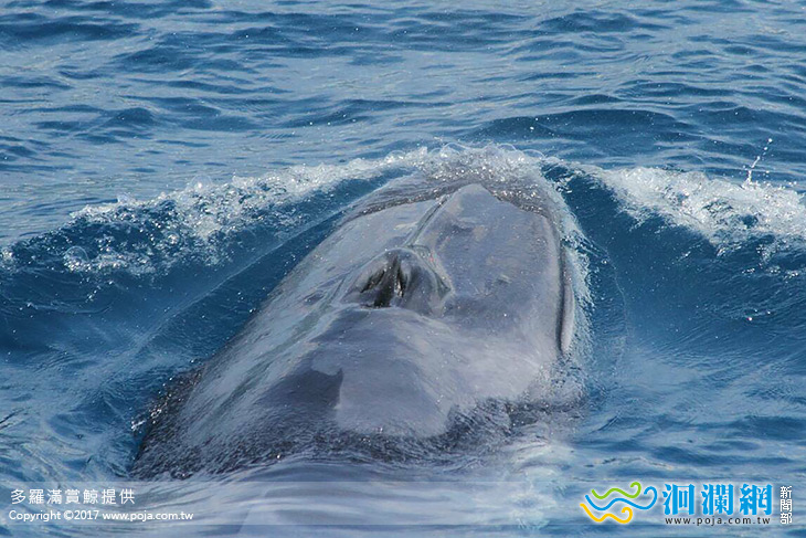 賞鯨船首次紀錄花蓮外海出現全球罕見「角島鯨」