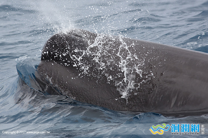 角島鯨來完抹香鯨...花蓮外海超熱鬧~