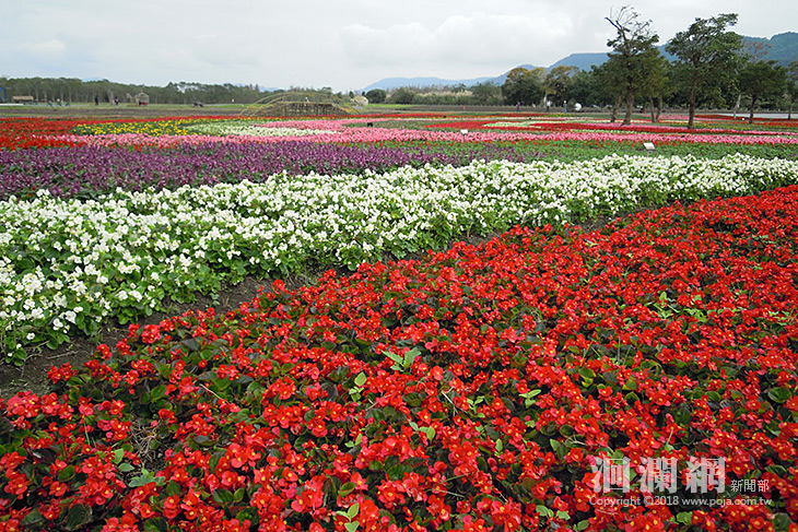 漫遊平森•花海迎春 打卡活動開放報名