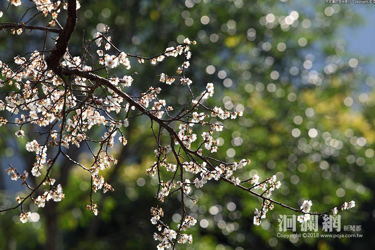 太魯閣『梅』開眼笑！賞梅趁現在