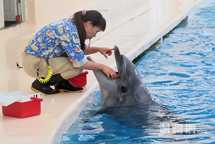 遠雄海洋公園全面復歸迎新春假期