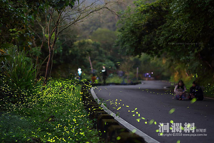 2018鯉魚潭賞螢季-開放報名