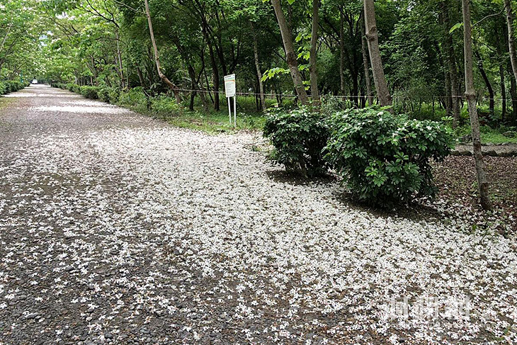 桐遊南華林業園區玩市集，體驗林下經濟fun生活