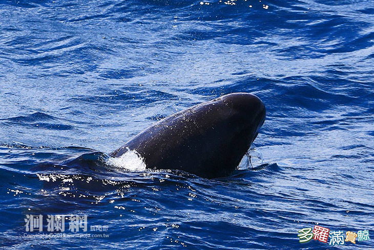 賞鯨-02.jpg