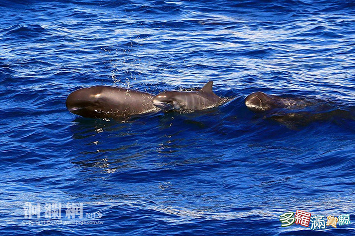 [有片]難得一見!!小虎鯨成群出沒