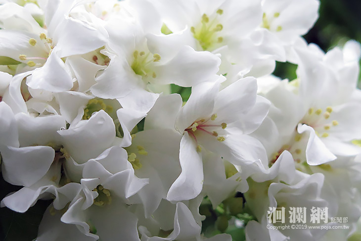 南華林業園區桐花季近尾聲，民眾把握4月底前