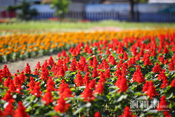 介壽新村社區花園再現風華，魏市長邀大家一起來走