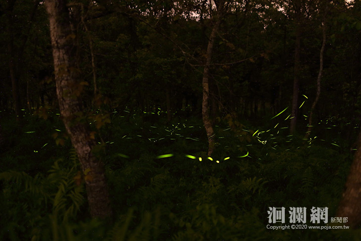 螢火蟲-1.jpg