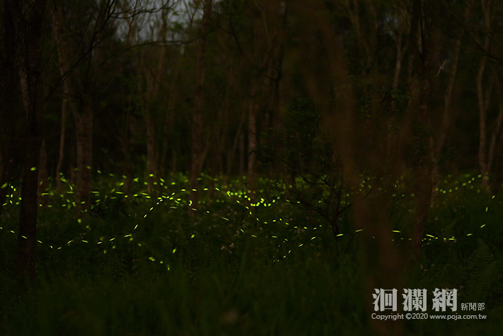 螢火蟲-2.jpg