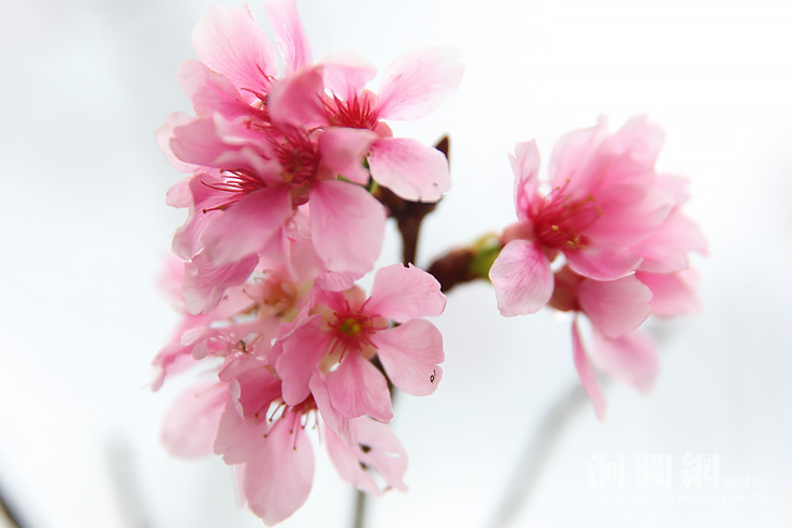 櫻花-09.jpg