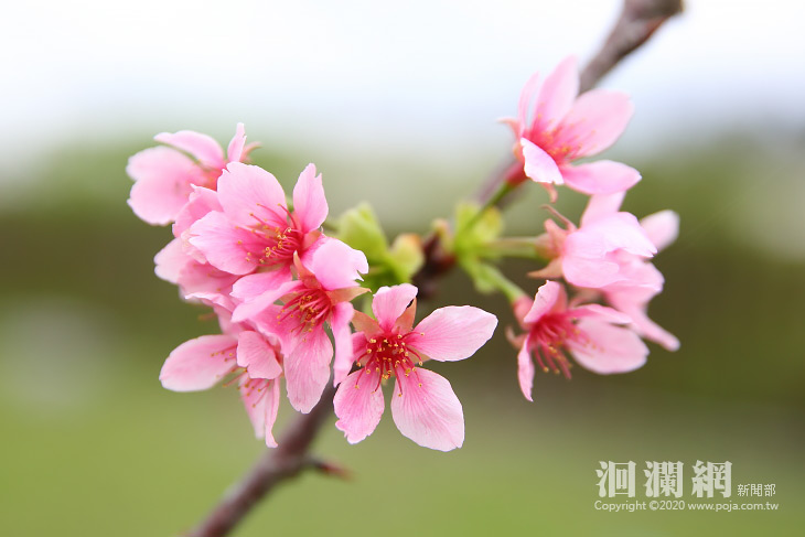 種植一年，干城鐵道櫻花公園開花了