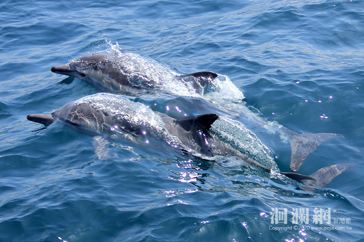 賞鯨、出海獨木舟、海洋公園，花蓮福容食宿遊全包