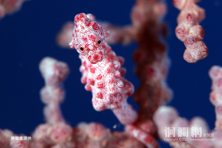 [影片]永續經營-東管處調查海洋與海岸觀光資源