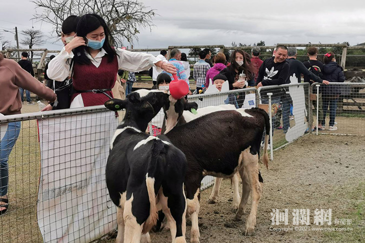 呼吸新鮮好空氣，台開心農場牛寶寶迎新春