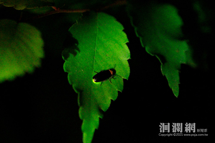 林管處營火蟲-02.jpg