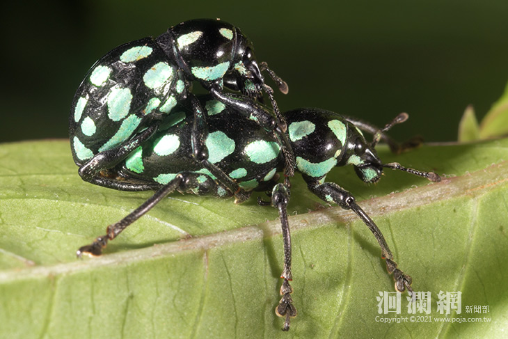 探尋綠島特色生態資源，東管處綠島陸域生態調查執