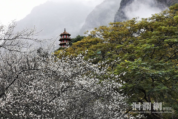 冷氣團來襲，太魯閣雪白梅花乍現！