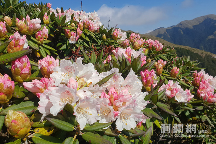 初夏合歡東峰杜鵑盛開 走訪平易近人的花蓮絕美