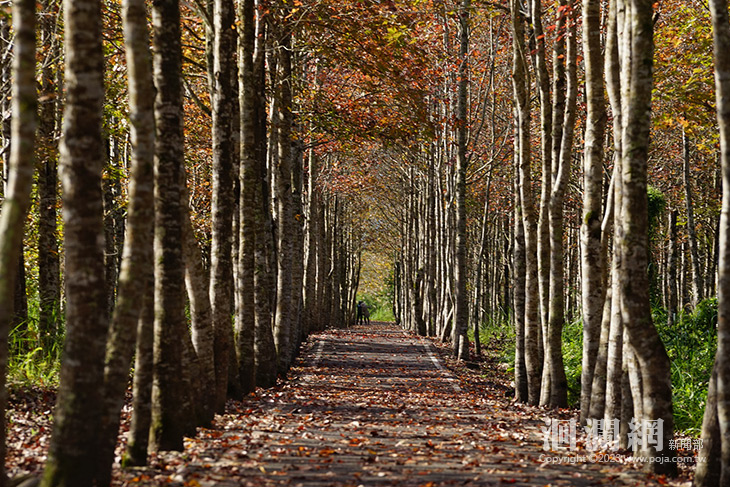 相約在冬季 大農大富賞楓季11月浪漫登場