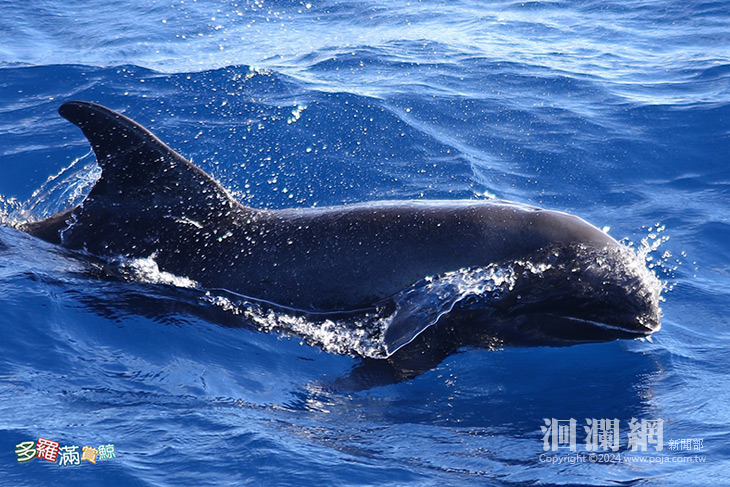 罕見瓜頭鯨花蓮現蹤 調查航班記錄下聲音影像