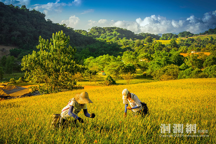 全台最美! 2024花蓮縣金針花季8月開跑 一同來花