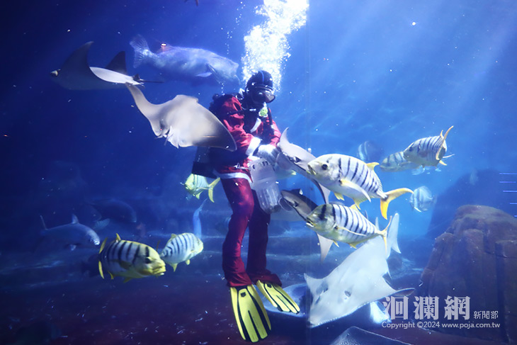 遠雄海洋公園「藍色海洋聖誕」今日閃亮登場