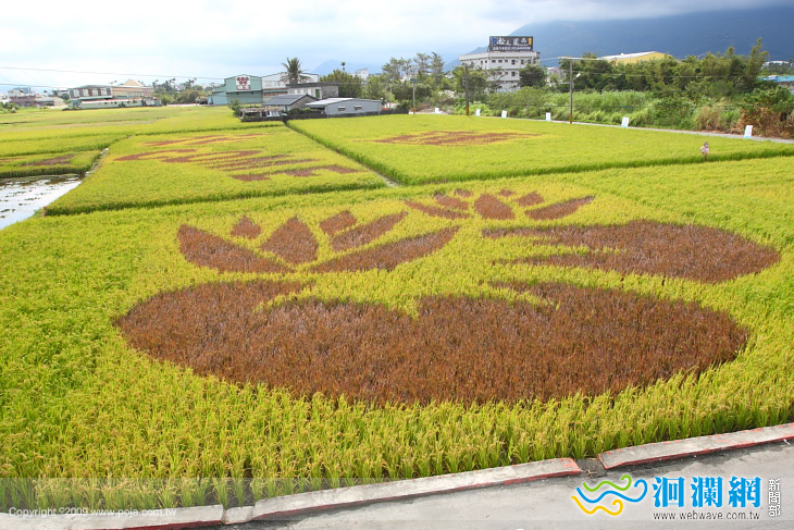 花東花海季登場