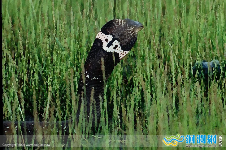 生物總動員～蝴蝶、魚蝦蟹、蛇類活體展示活動～