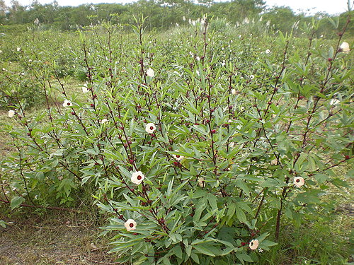 採洛神釀蜜餞，嚐一口過冬的酸甜好味
