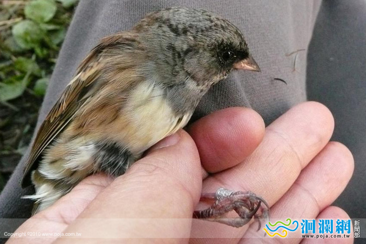 莫斯科黑臉鵐飛行3千公里,2個月後在太魯閣結緣