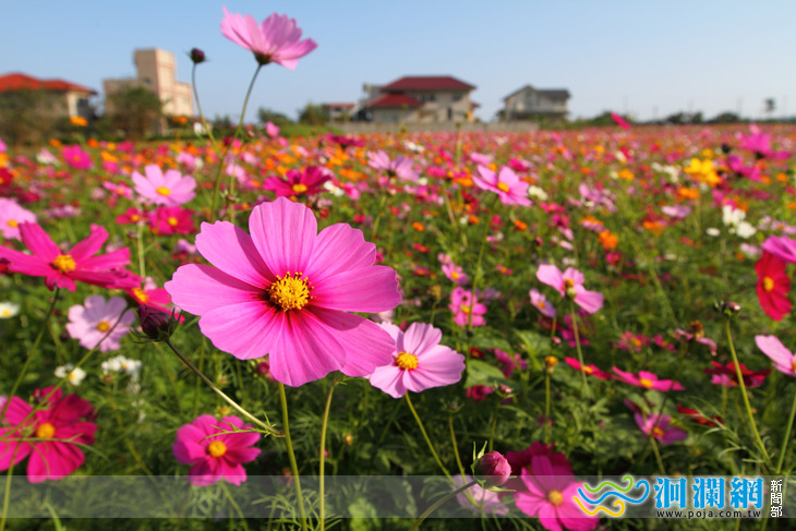 吉安花海季昨(26)日熱鬧登場