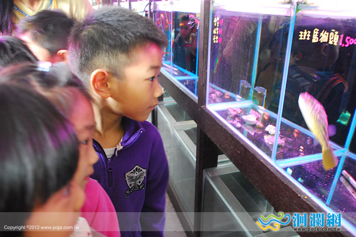 了解水族生態市托小朋友參觀水族館