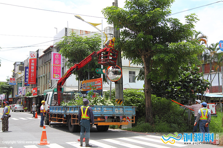 市公所修剪路樹為防颱做準備