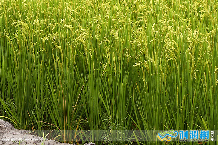 東部地區101年鄉鎮級稻米品質競賽熱烈登場