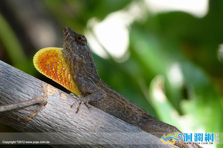 林管處邀請大家共同打擊「生物駭客」